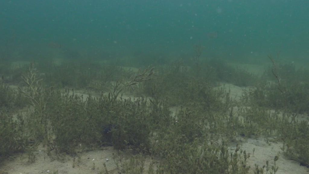 Scented Stealth Tube 2.25" (8 Pack)