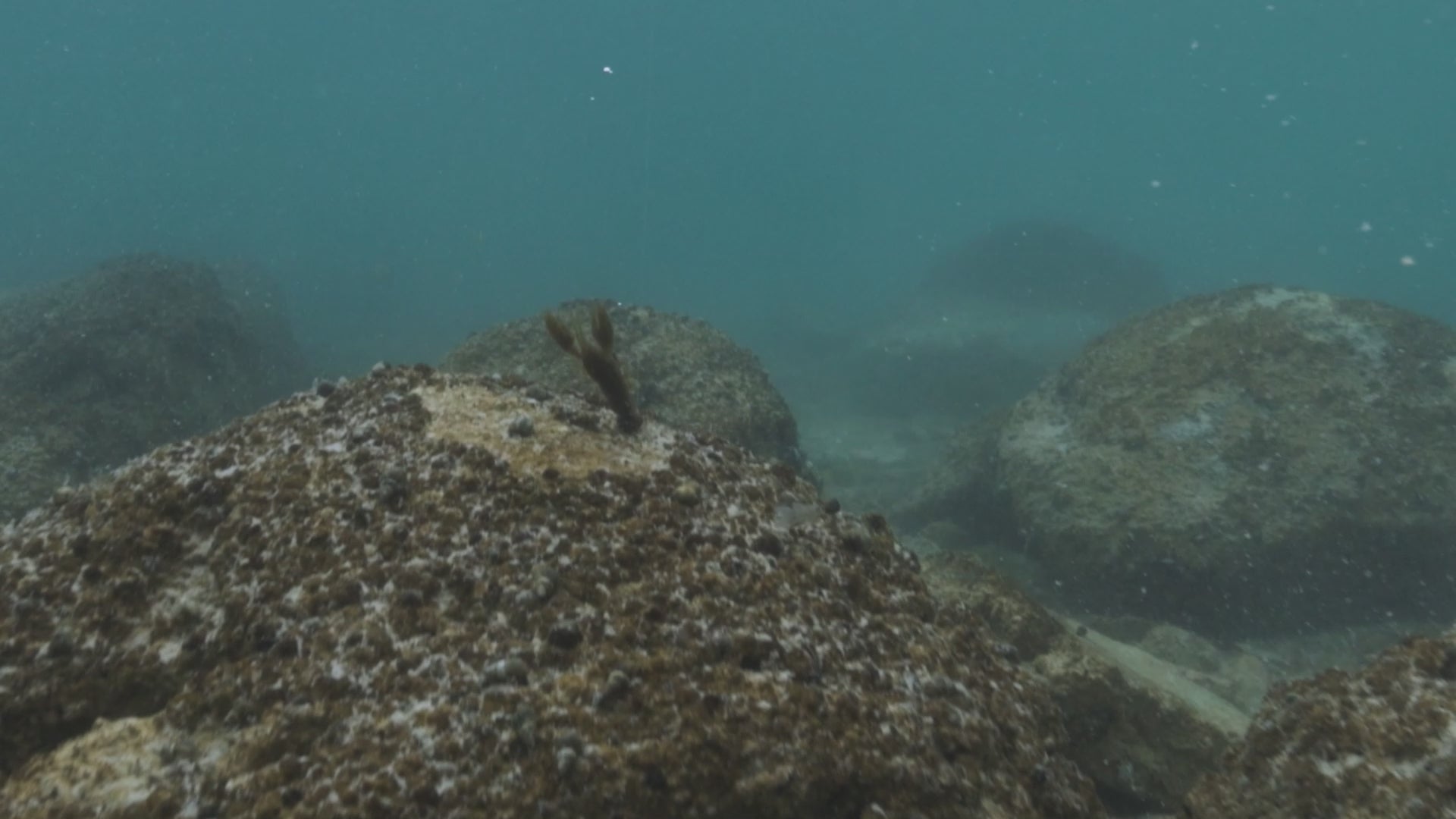 Scented Stealth Craw 2.5