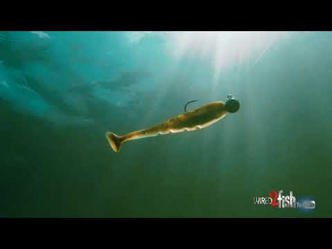 WATERRAMPAGE SWAMIS 5’10 HARD BOTTOM Xzone Lures Pro Series Swammer Swimbaits - Tackle Warehouse